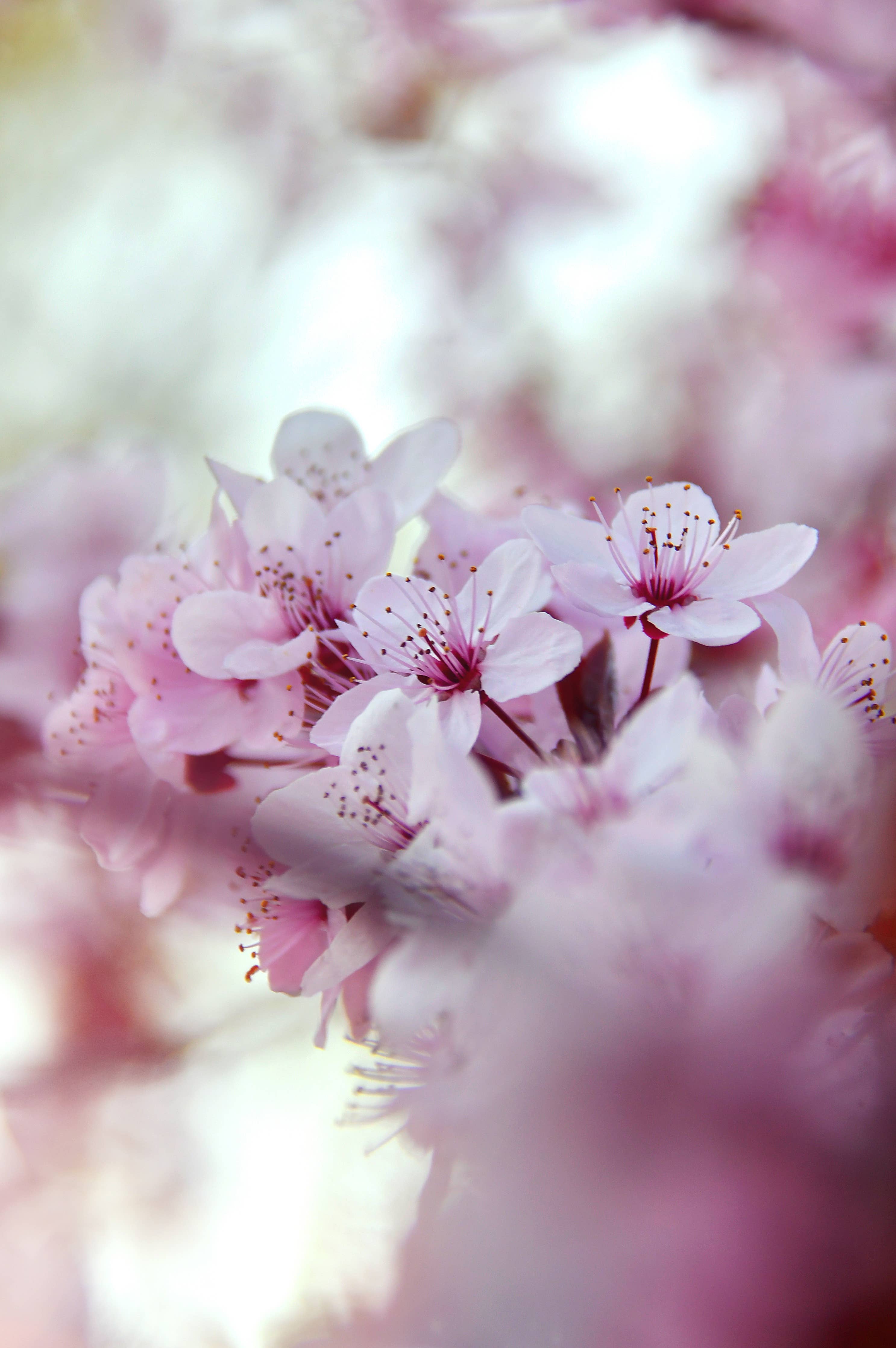 Tablette de cire parfumée Fleur de cerisier